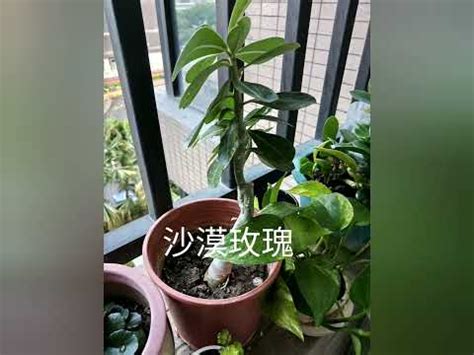 全日照植物 西曬|【全日照植物 西曬】6種適合全日照或西曬環境的觀賞花卉，曬得。